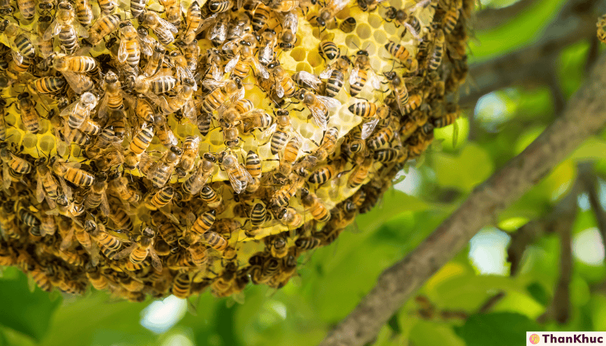 Mơ thấy tổ ong đánh con gì